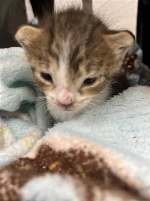 Unknown - Domestic Short Hair