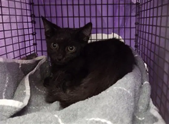 Gus - Domestic Short Hair