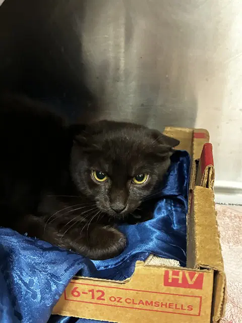 Gus - Domestic Short Hair