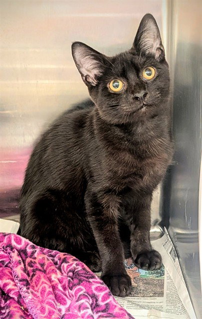 GUS, a cat for adoption from Broward County Animal Care & Regulation - Ft. Lauderdale