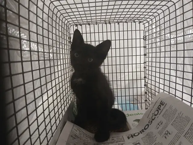Unknown - Domestic Short Hair