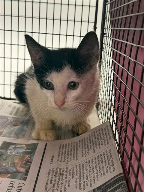 Unknown - Domestic Short Hair