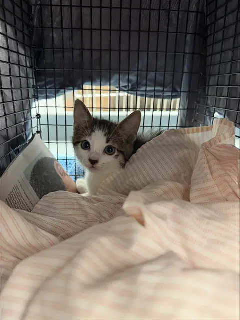 Unknown - Domestic Short Hair
