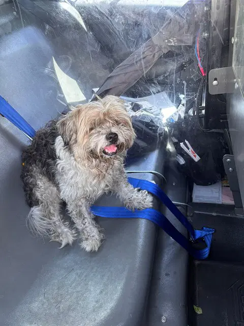 August - Shih Tzu
