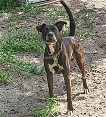 Teddy - Great Dane