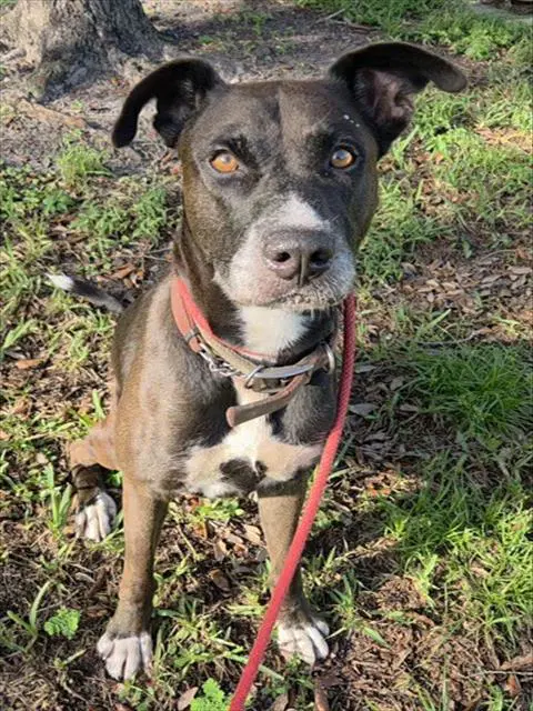 Teddy - Great Dane