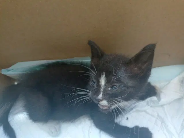 Mickey - Domestic Short Hair
