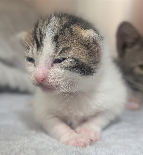 PUMPKIN, a cat for adoption from Broward County Animal Care & Regulation - Ft. Lauderdale