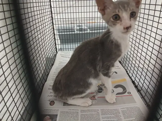 Sniffles - Domestic Short Hair