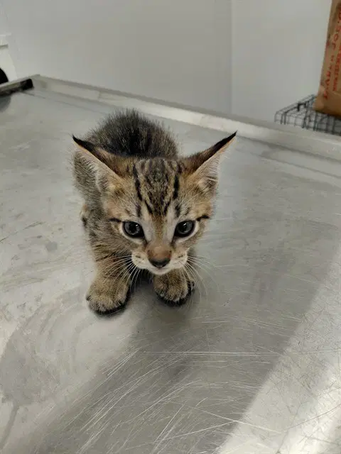 Unknown - Domestic Short Hair