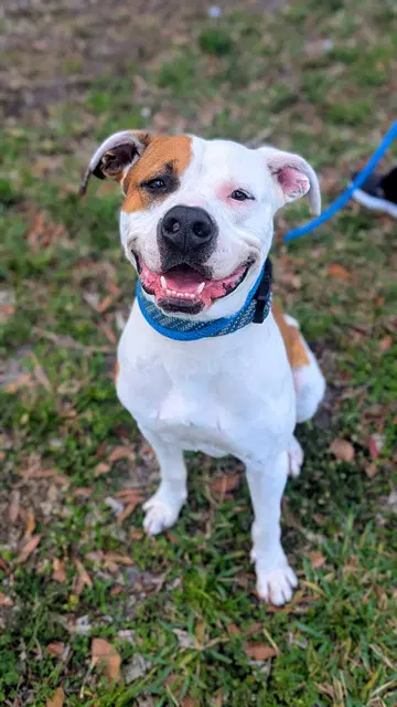Woody - American Bulldog