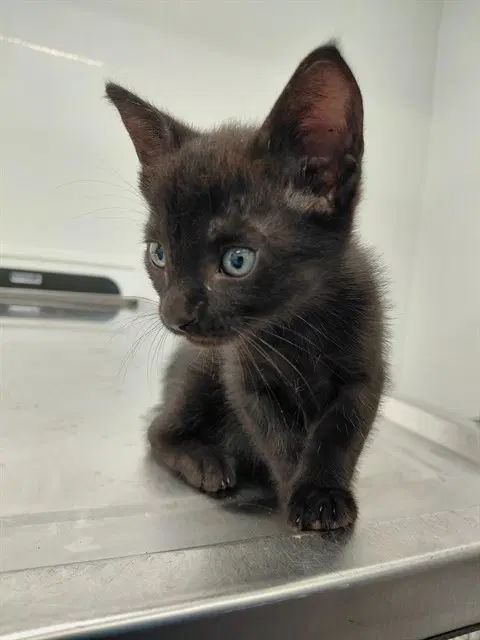 Unknown - Domestic Short Hair
