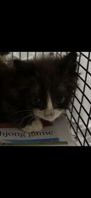 Sia - Domestic Short Hair