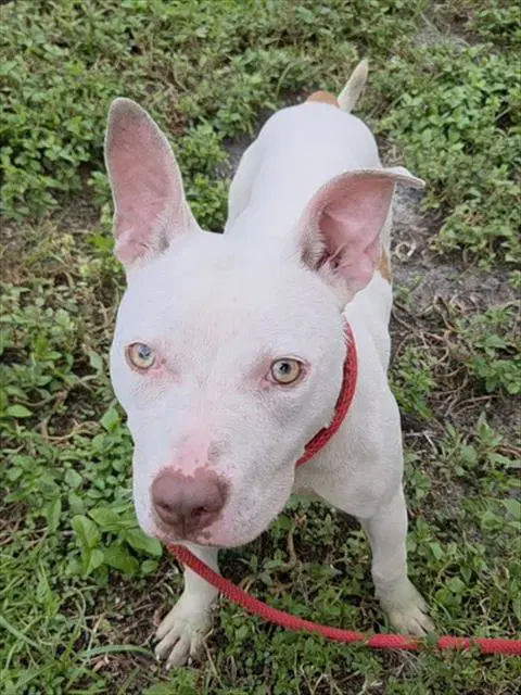 Whisper - American Staffordshire Terrier