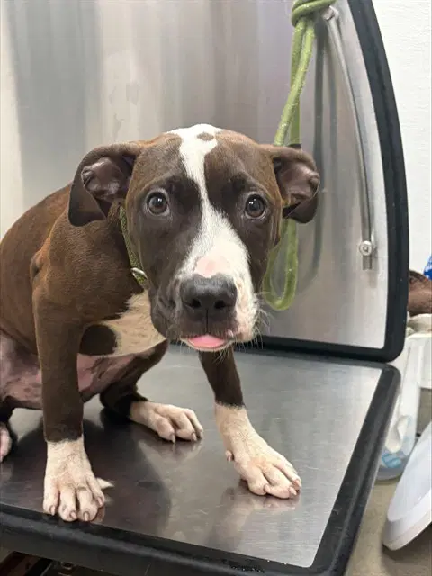 Maryland - American Staffordshire Terrier