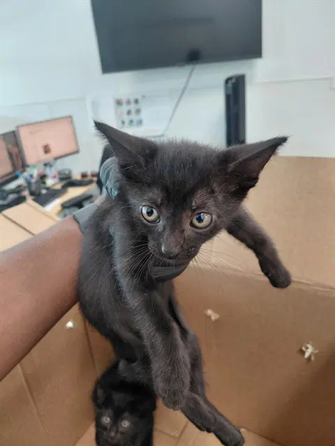 Maline - Domestic Short Hair