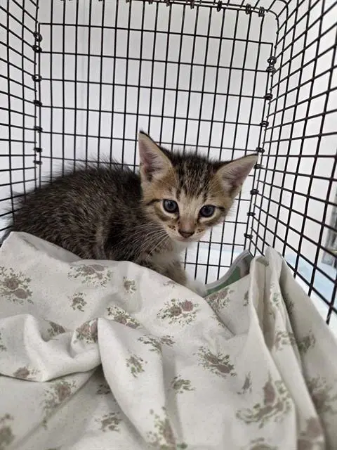 Stephan - Domestic Short Hair