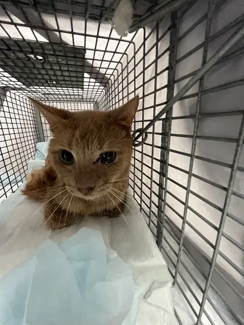 Comet - Domestic Short Hair