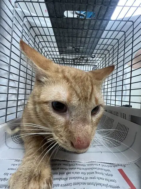 Jupiter - Domestic Short Hair