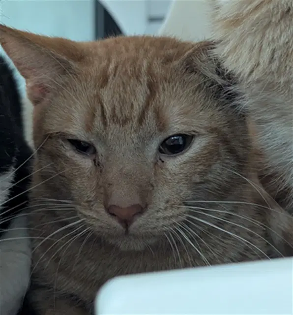 Jupiter - Domestic Short Hair