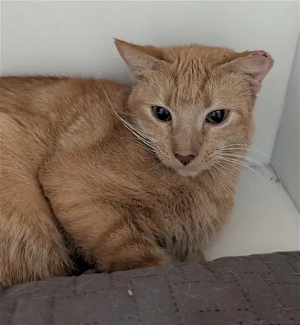 Eclipse - Domestic Short Hair