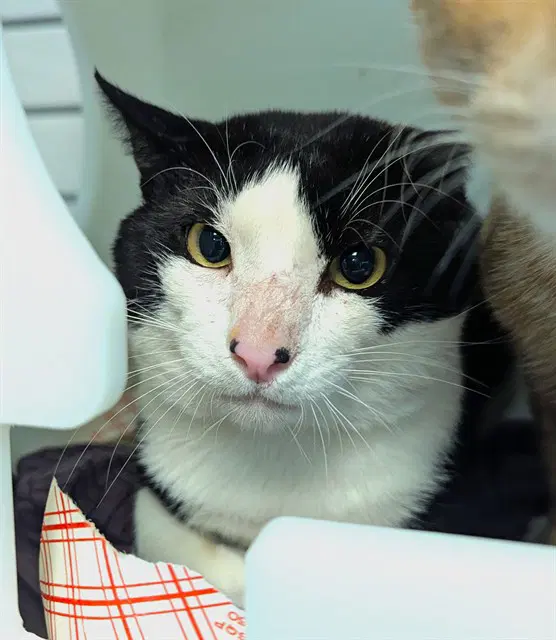 Galaxy - Domestic Short Hair