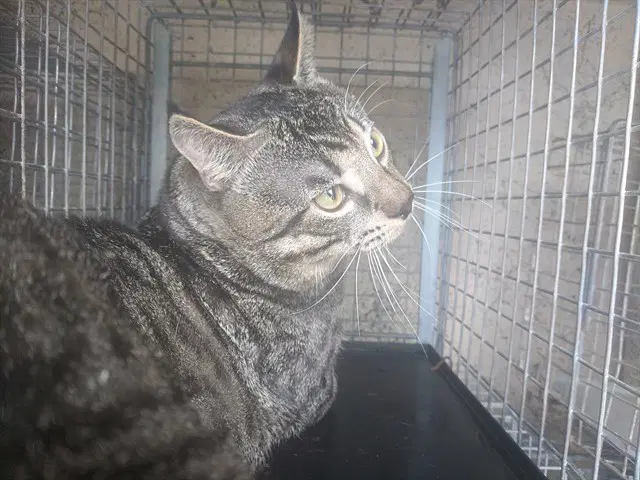 Jackson - Domestic Short Hair