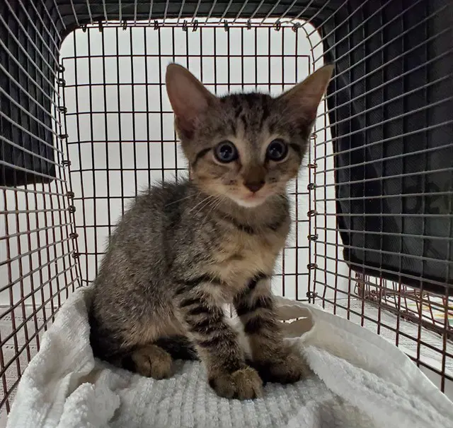 Tiny - Domestic Short Hair