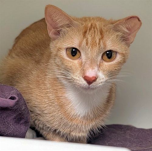 POLARIS, a cat for adoption from Broward County Animal Care & Regulation - Ft. Lauderdale
