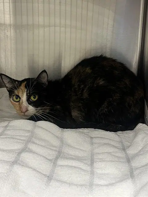 Solstice - Domestic Short Hair
