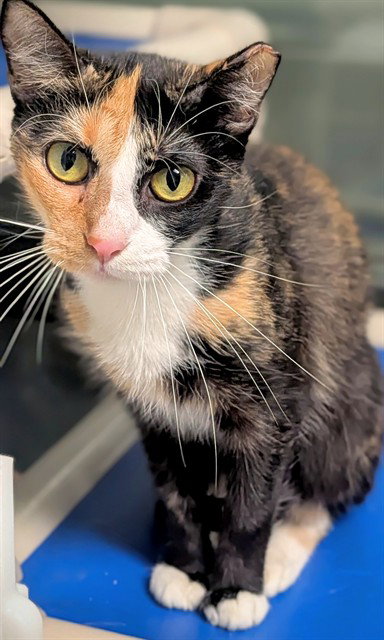 SOLSTICE, a cat for adoption from Broward County Animal Care & Regulation - Ft. Lauderdale