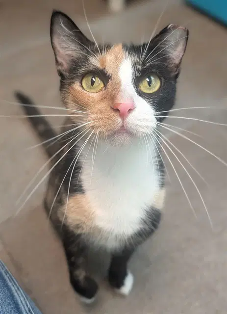 Solstice - Domestic Short Hair