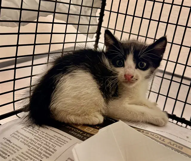 Yeti - Domestic Short Hair