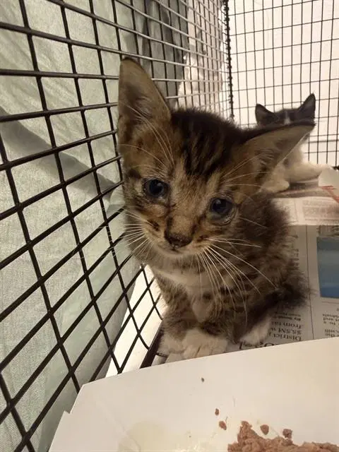 Kai - Domestic Short Hair