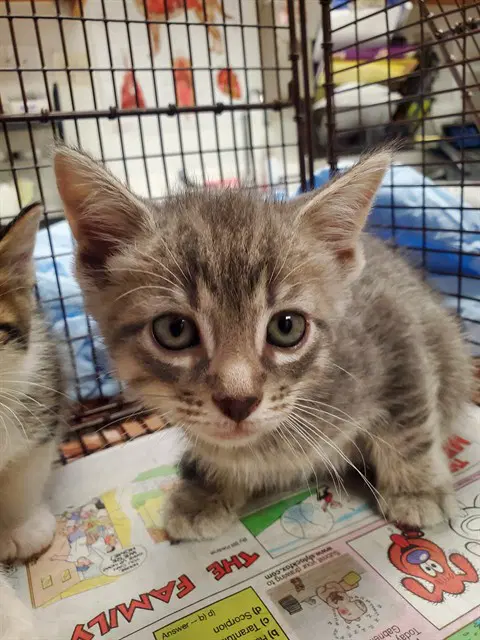 Unknown - Domestic Short Hair