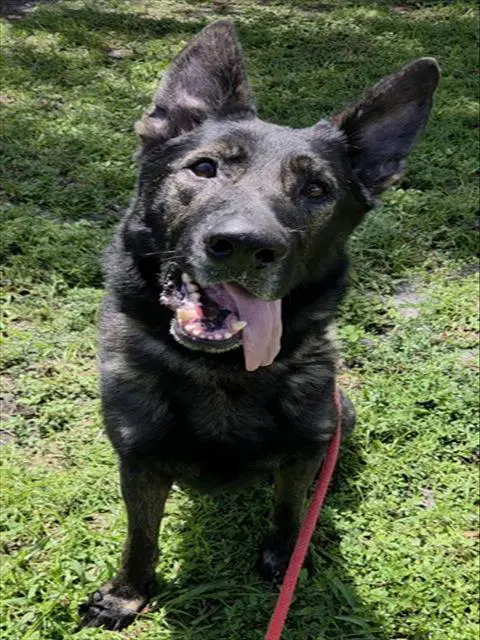 Wrexham - German Shepherd Dog