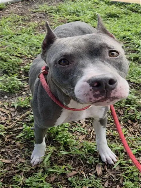 Constance - American Staffordshire Terrier