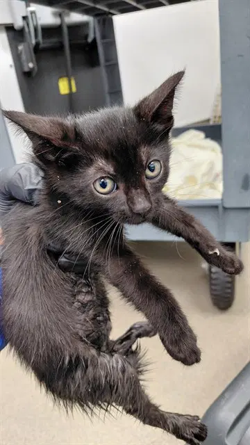 Unknown - Domestic Short Hair