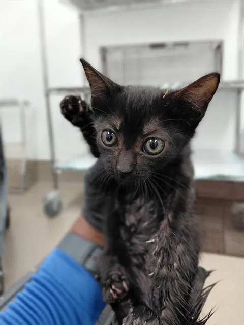 Unknown - Domestic Short Hair