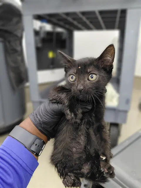 Unknown - Domestic Short Hair