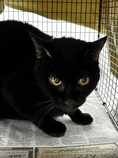 Sylvanas - Domestic Short Hair