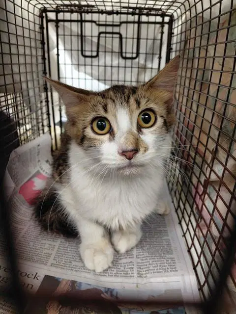 Unknown - Domestic Short Hair