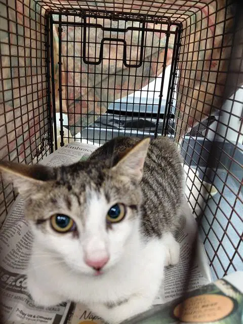 Unknown - Domestic Short Hair