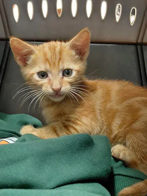 Unknown - Domestic Short Hair