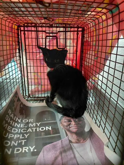 Unknown - Domestic Short Hair