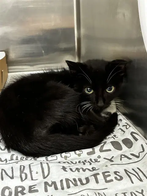 Unknown - Domestic Short Hair