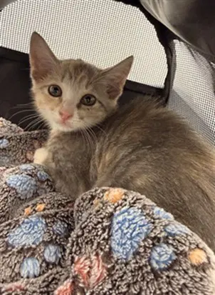 Unknown - Domestic Short Hair