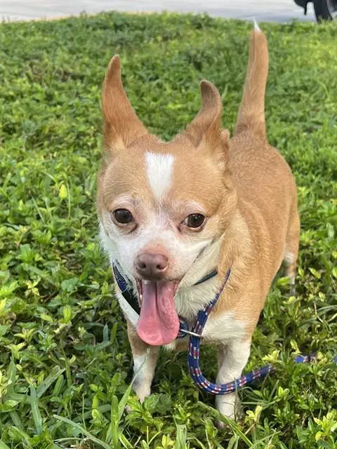 Gladys - Chihuahua