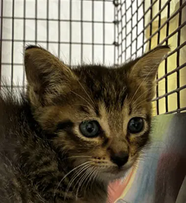 Unknown - Domestic Short Hair