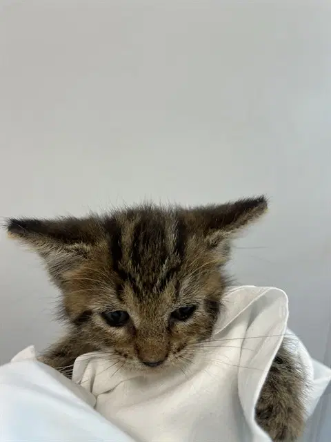 Unknown - Domestic Short Hair